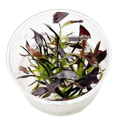 Эхинодорус Афлейм Echinodorus Aflame (меристемное растение)